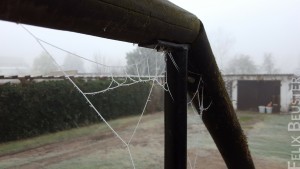 Cobb Web