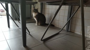 Cat Under The Table