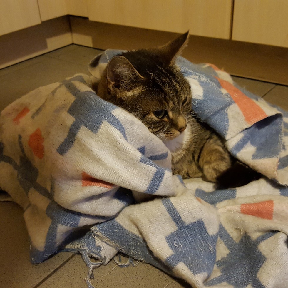 Cat Blanket